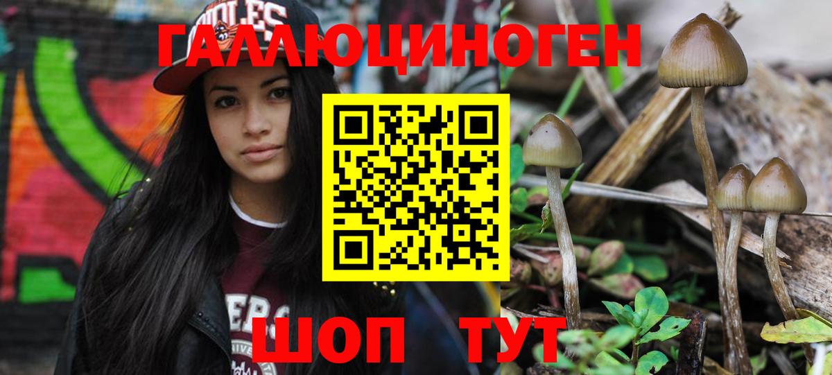 Галлюциногенные грибы Psilocybine cubensis  Вход с VPN  Тосно 